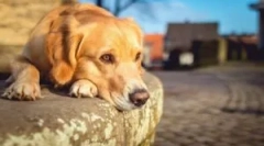 Blchy ryby pomocou pascí